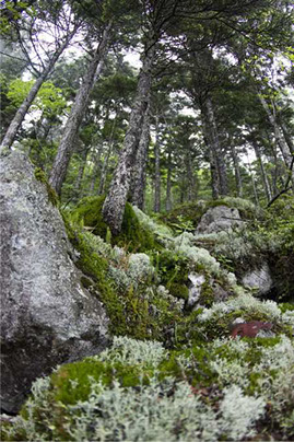 苔の森